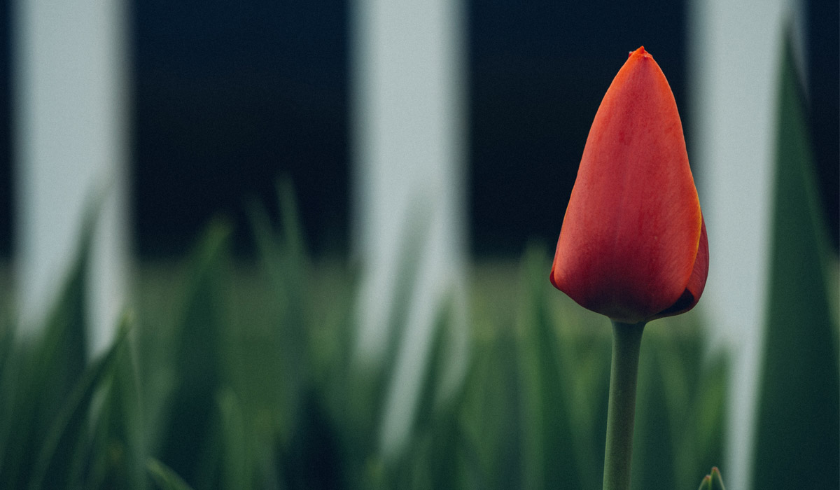 tulip in yard