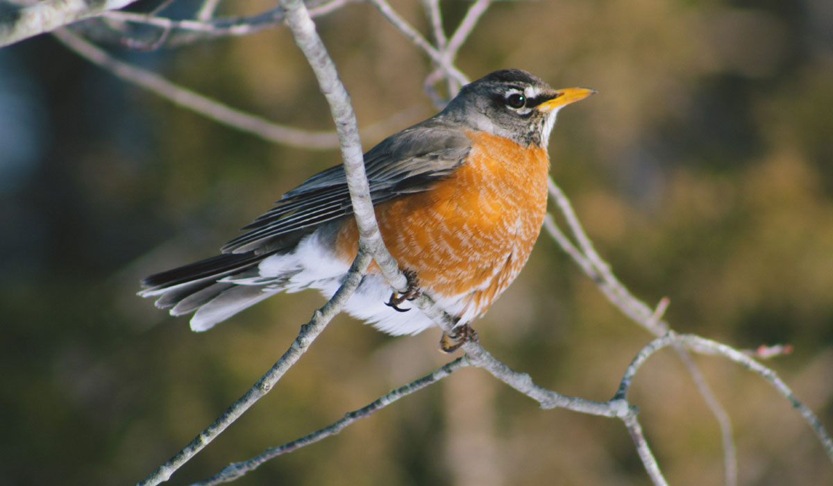 robin in tree