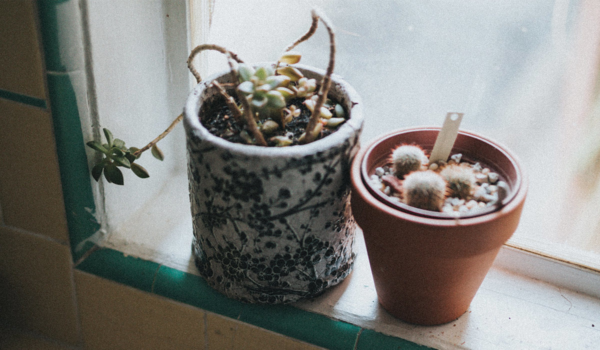 two potted plants in a window sill