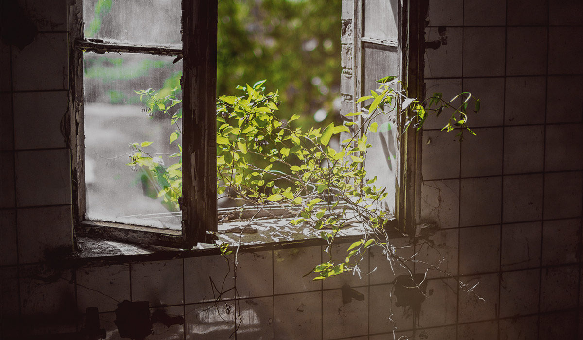 an open window with a plant in front of it