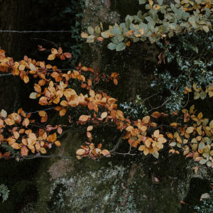 branches in the woods