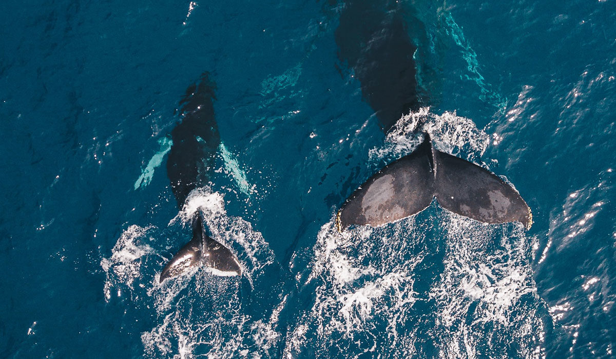 two whales swimming in the ocean