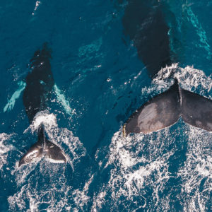 two whales swimming in the ocean